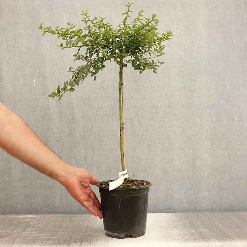 Ejemplar de Ceanoto Blue Mound Maceta 3L/4LAltura de entrega aprox. 50/60cm entregado en verano