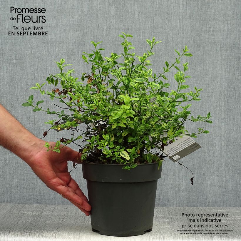 Ejemplar de Ceanoto thyrsiflorus El Dorado Maceta 2L/3L entregado en otoño