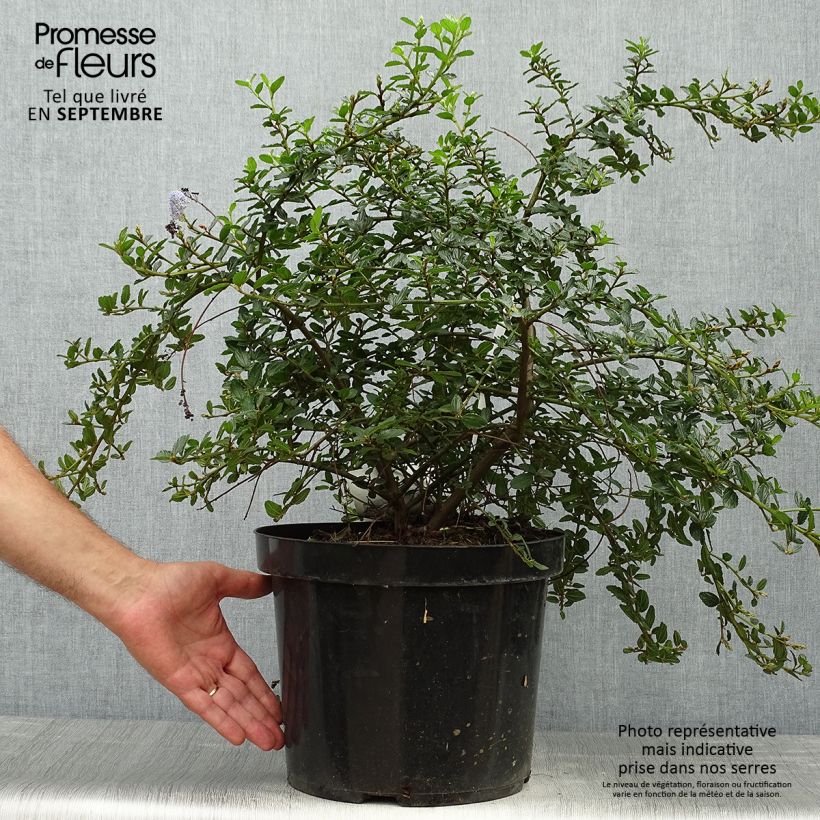 Ejemplar de Ceanoto thyrsiflorus Repens Maceta 7,5L/10L entregado en otoño