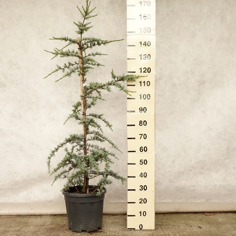 Ejemplar de Cedro de Líbano - Cedrus libani subsp. atlantica Glauca Maceta 18L/20LAltura de entrega aprox. 100/150cm entregado en verano