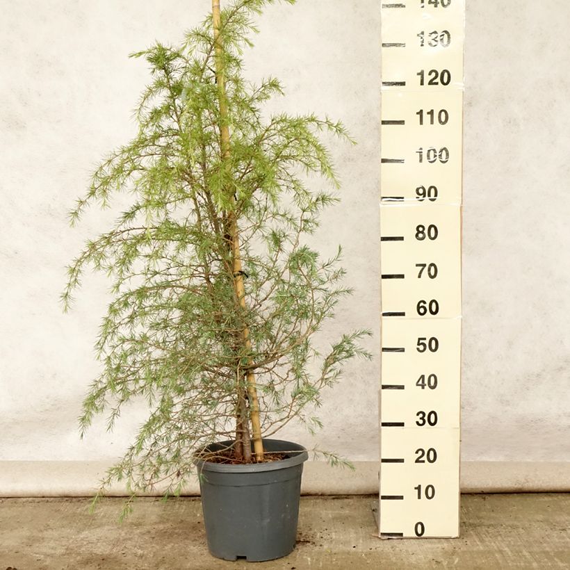 Ejemplar de Cedro del Himalaya - Cedrus deodara Feeling Blue - Cedro del Himalaya Maceta 12L/15L entregado en verano