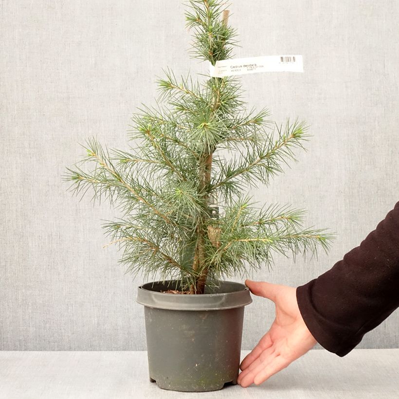 Cedro del Himalaya - Cedrus deodara Feeling Blue - Cedro del Himalaya Maceta 3L/4LAltura de entrega aprox. 90/100cm Ejemplar entregado en la primavera