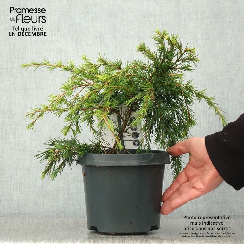 Ejemplar de Cedro del Himalaya - Cedrus deodara Feeling Blue Maceta 3L/4L entregado en otoño