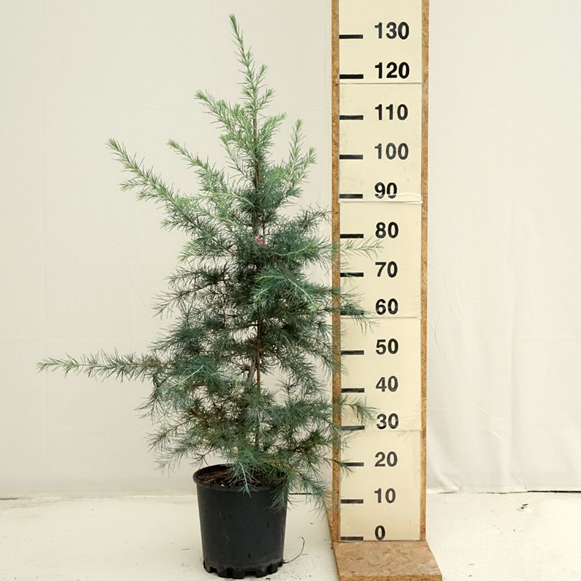 Ejemplar de Cedro del Himalaya - Cedrus deodara Pendula Maceta 7,5L/10L entregado en verano