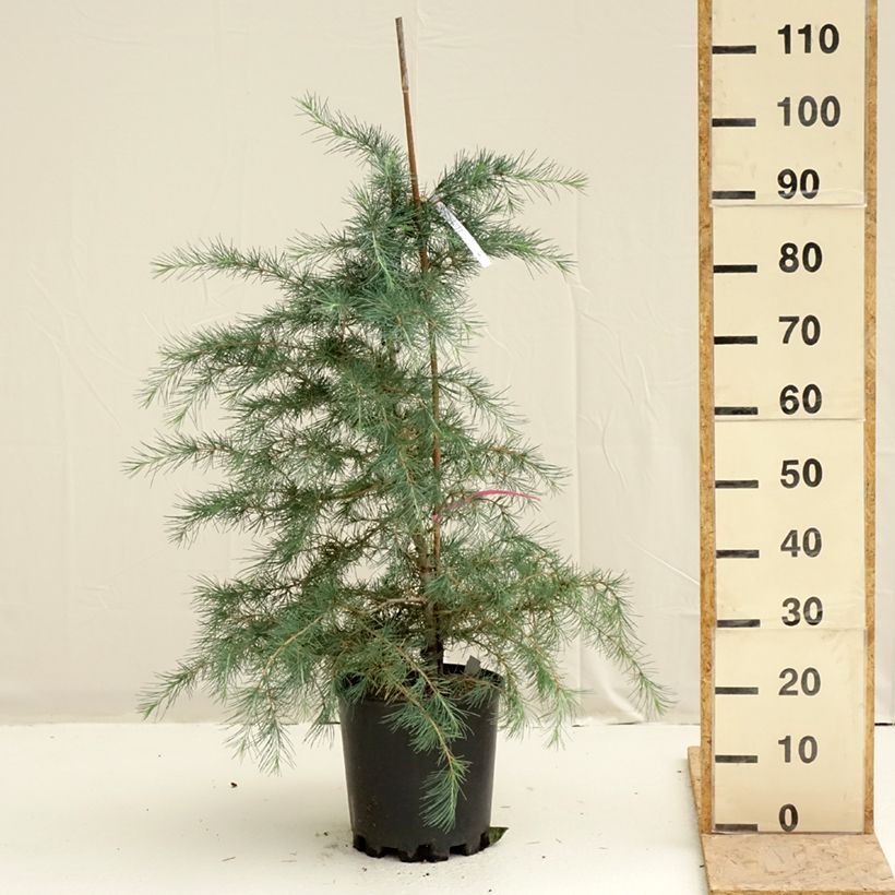 Cedro del Himalaya - Cedrus deodara Pendula Maceta 7,5L/10LAltura de entrega aprox. 80/100cm Ejemplar entregado en la primavera