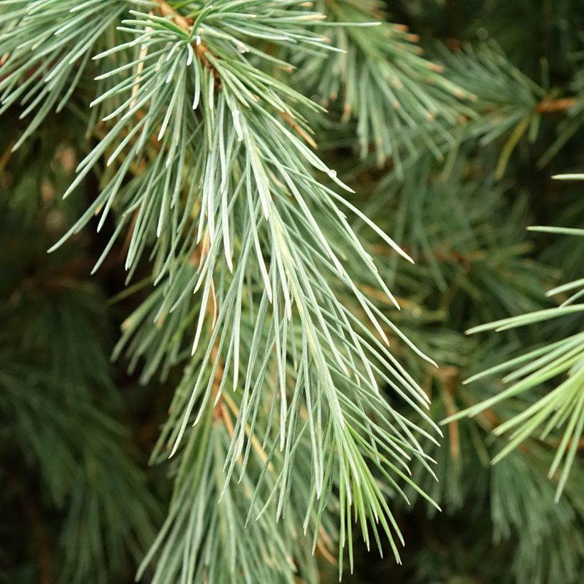 Cedro del Himalaya - Cedrus deodara Pendula (Follaje)