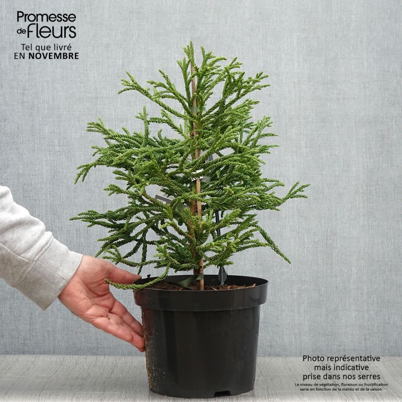 Ejemplar de Sugi Spiralis - Cryptomeria japonica Maceta 4L/5L entregado en otoño