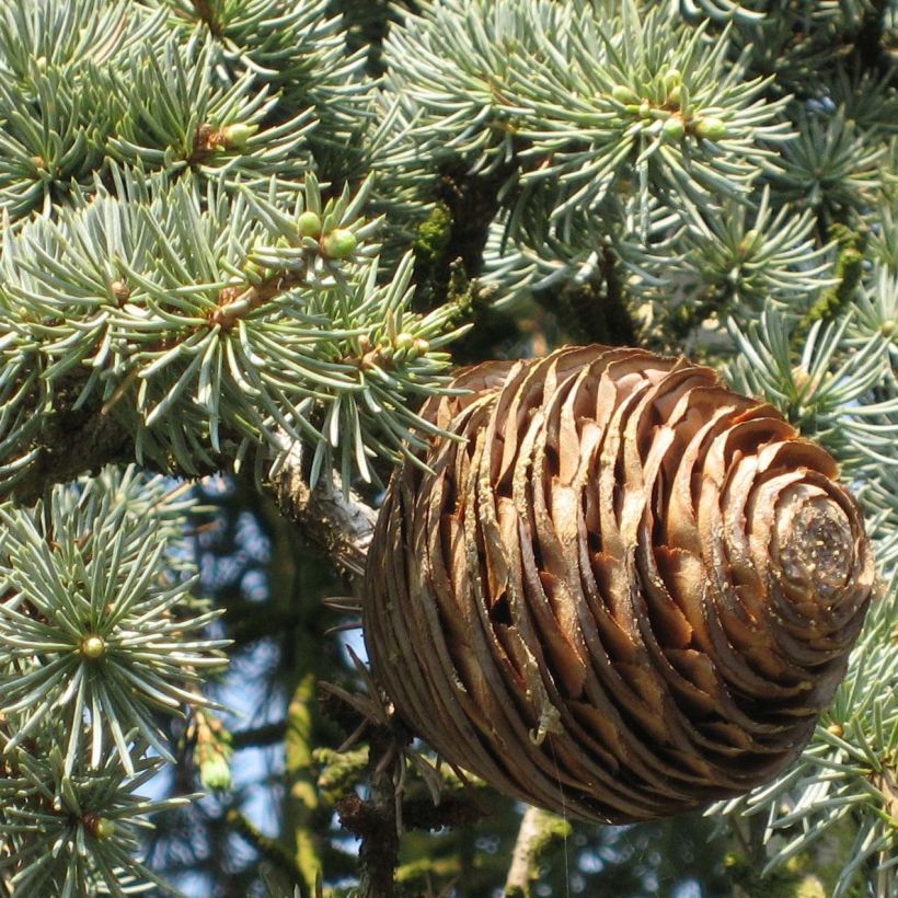 Cedro de Líbano - Cedrus libani subsp. atlantica Glauca Pendula (Follaje)