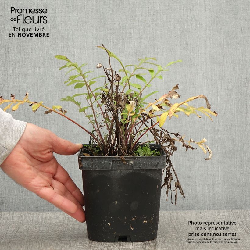 Ejemplar de Centaurea dealbata - Centaurea Maceta 2L/3L entregado en otoño