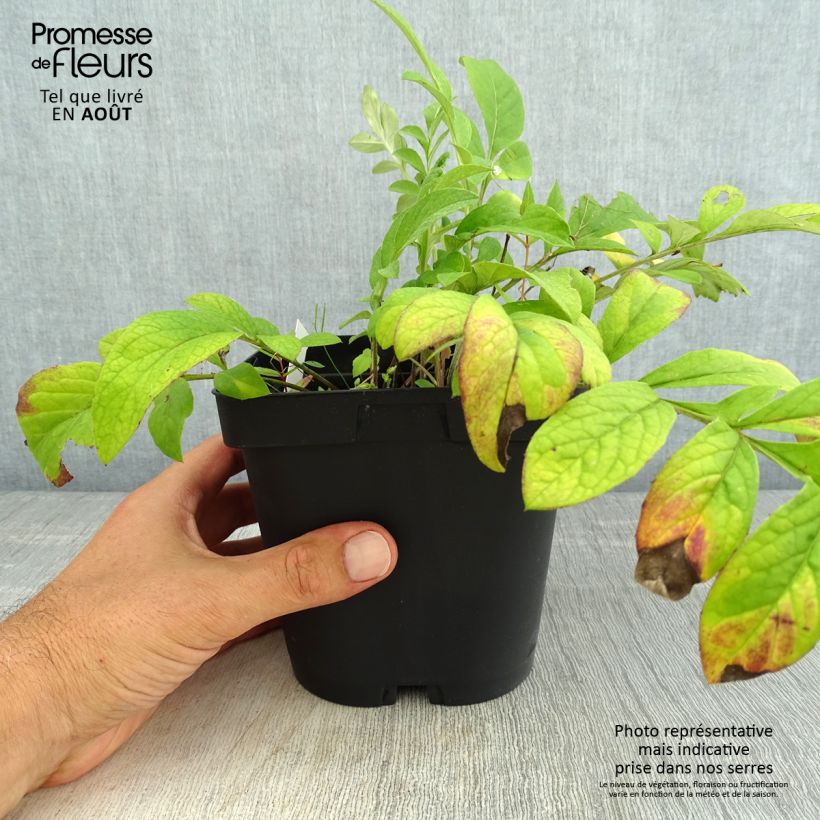Ejemplar de Centaurea dealbata Stenbeergii - Centaurea Maceta 2L/3L entregado en verano