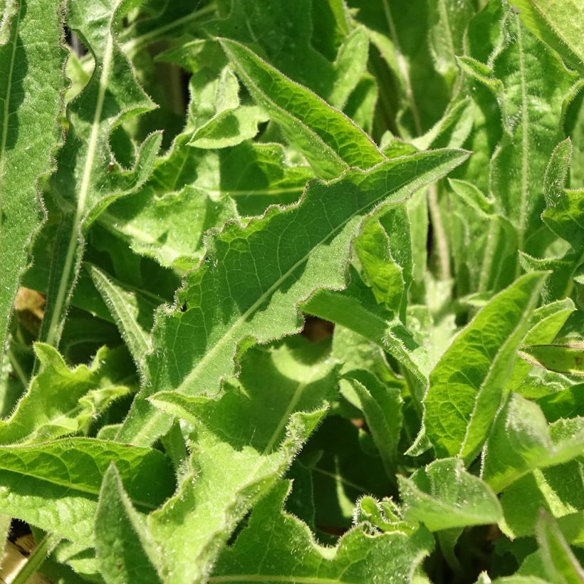 Centaurea jacea (Follaje)