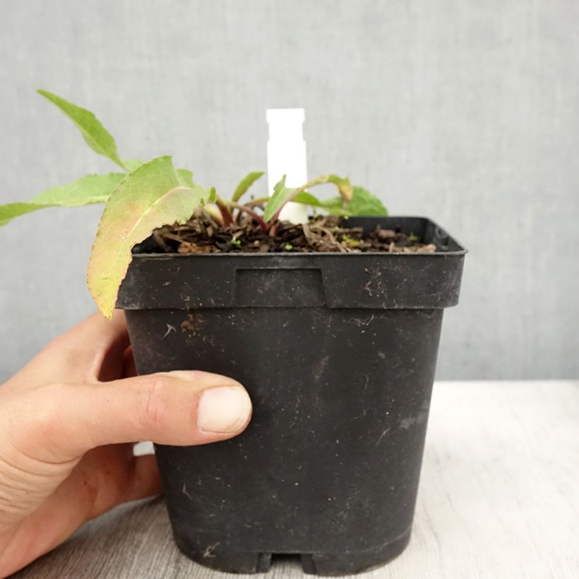 Ejemplar de Centaurea macrocephala - Abre puños Maceta 2L/3L entregado en otoño