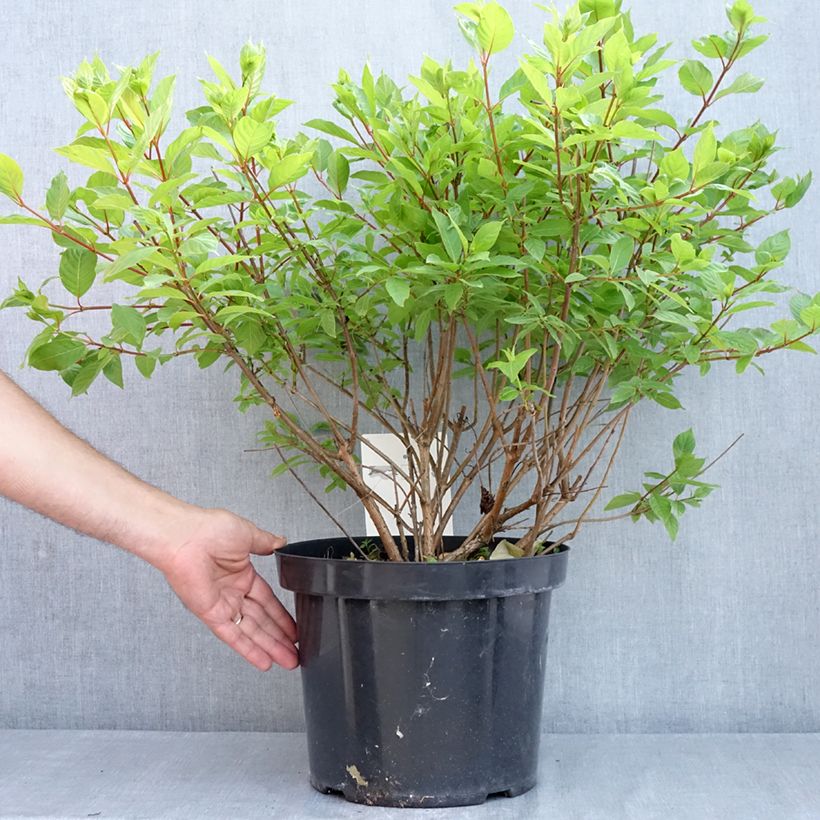 Cephalanthus occidentalis - Aroma de laguna Maceta 7,5L/10LAltura de entrega aprox. 60/70cm Ejemplar entregado en la primavera