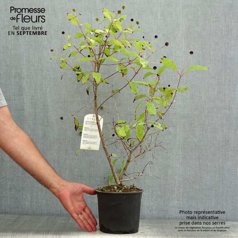 Ejemplar de Cephalanthus occidentalis - Aroma de laguna Maceta 3L/4LAltura de entrega aprox. 40+cm entregado en verano