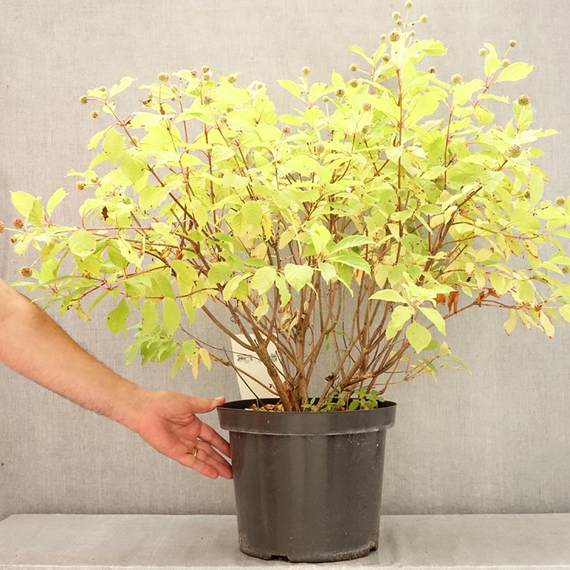 Ejemplar de Cephalanthus occidentalis - Aroma de laguna Maceta 7,5L/10L entregado en verano