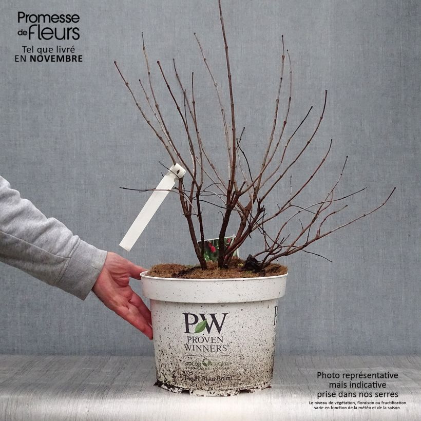 Ejemplar de Cephalanthus occidentalis Sugar Shack - Aroma de laguna Maceta 7,5L/10L entregado en otoño