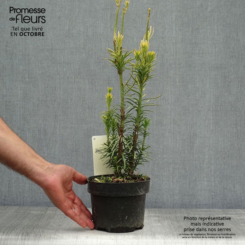 Ejemplar de Cephalotaxus harringtonia Korean Gold - Cefalotejo Maceta 2L/3L entregado en otoño