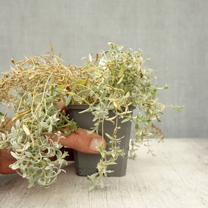 Ejemplar de Cerastium tomentosum var columnae - Canastilla de plata Maceta de 8/9 cm entregado en otoño