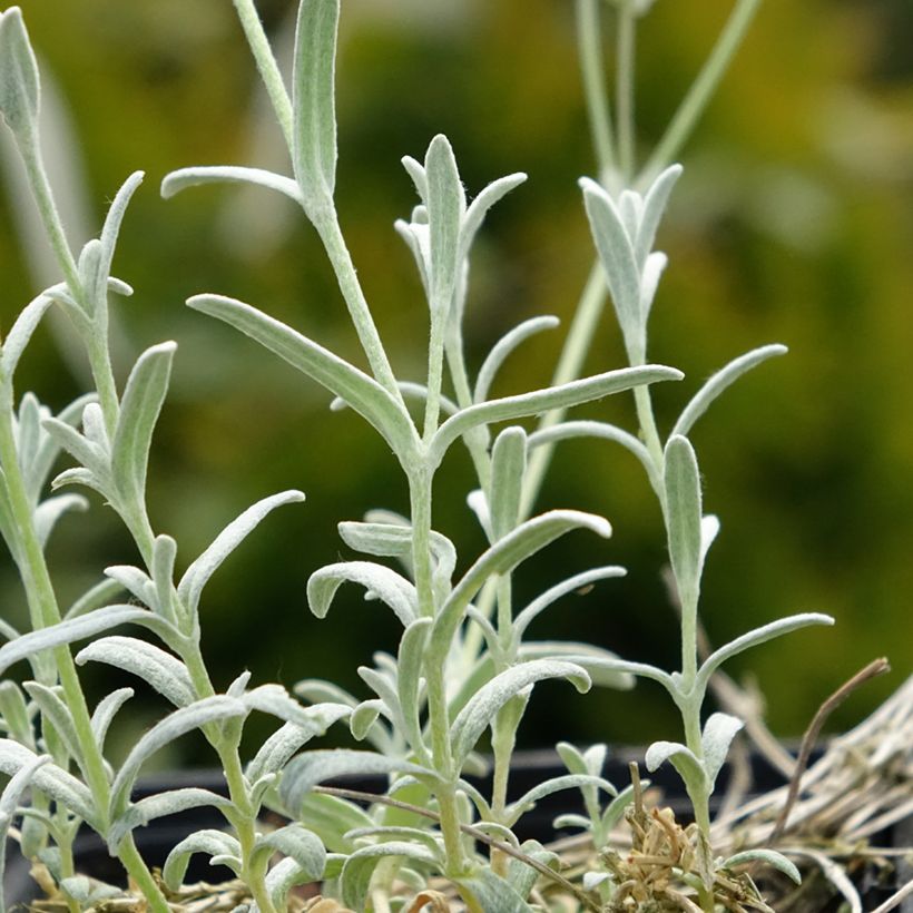 Cerastium tomentosum var columnae - Canastilla de plata (Follaje)