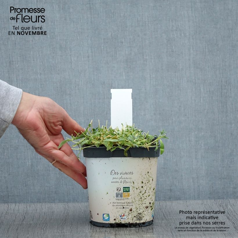 Ejemplar de Cerastium tomentosum Yo Yo - Canastilla de plata Maceta 2L/3L entregado en otoño