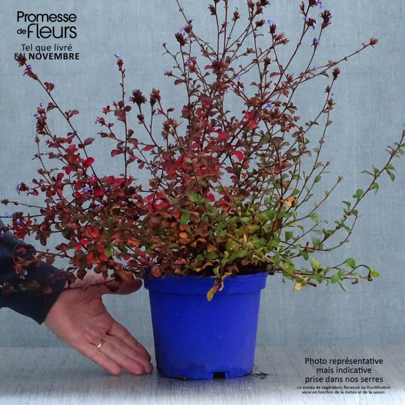 Ejemplar de Ceratostigma griffithii - Falso plumbago Maceta 2L/3L entregado en otoño