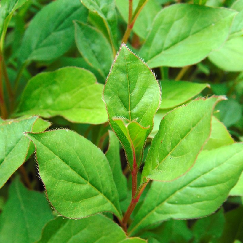 Ceratostigma plumbaginoides - Falso plumbago (Follaje)
