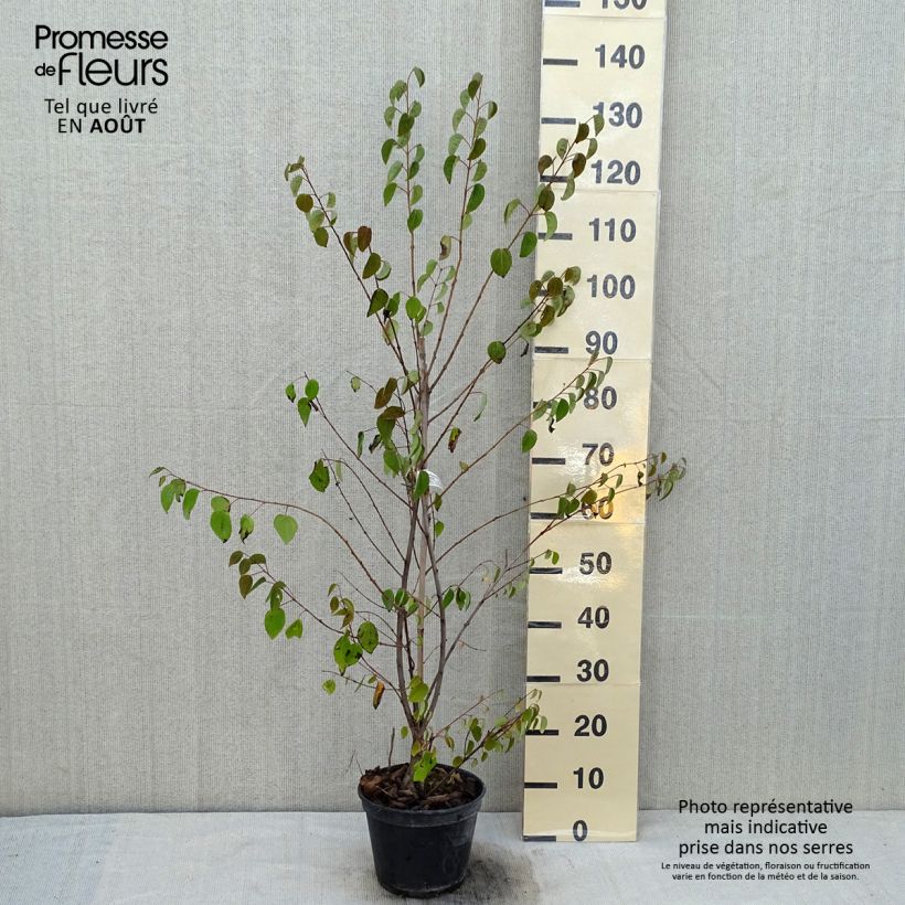 Ejemplar de Cercidiphyllum japonicum Glowball - Katsura Maceta 4L/5L entregado en verano