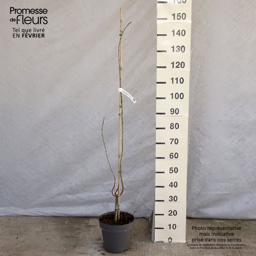 Cercidiphyllum japonicum Pendulum - Katsura Maceta 4L/5L Ejemplar entregado en invierno