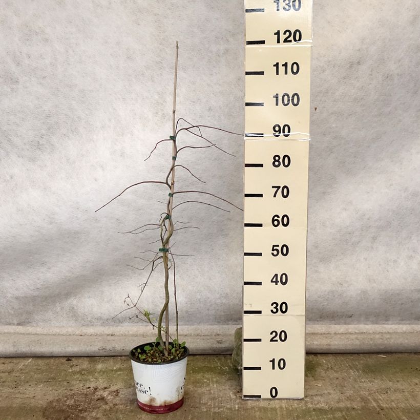 Ejemplar de Redbud del este Golden Falls - Cercis canadensis Maceta 4L/5L entregado en otoño
