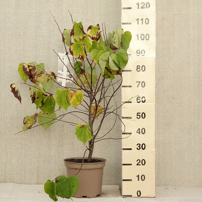 Ejemplar de Redbud del este Heart of Gold - Cercis canadensis Maceta 7,5L/10L entregado en otoño