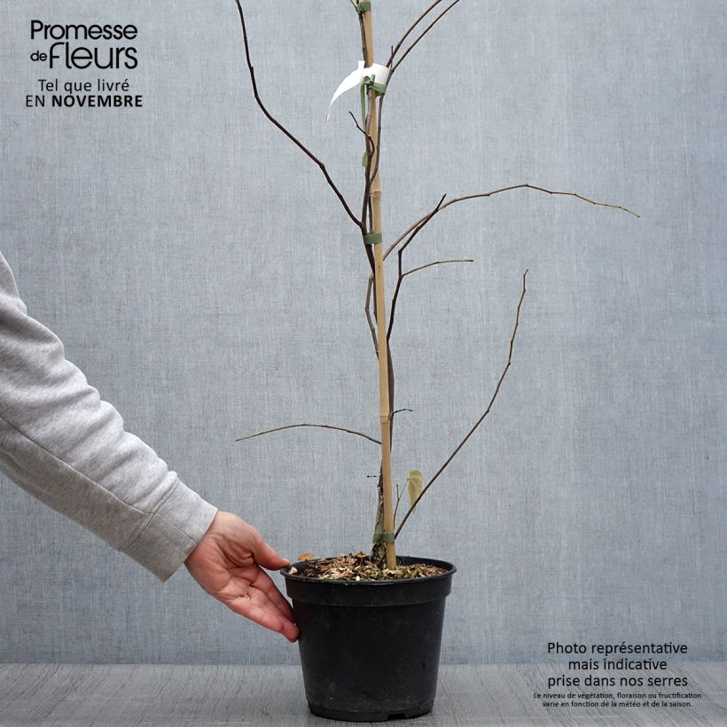 Ejemplar de Redbud del este Heart of Gold - Cercis canadensis Maceta 4L/5L entregado en otoño