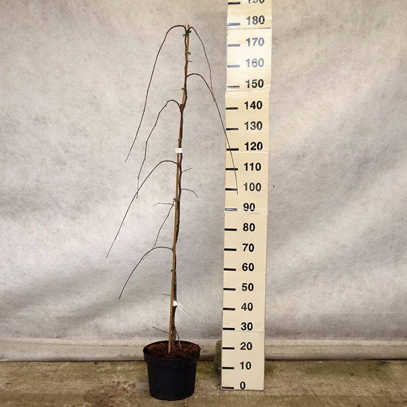 Ejemplar de Redbud del este Lavender Twist - Cercis canadensis Maceta 7,5L/10L entregado en otoño
