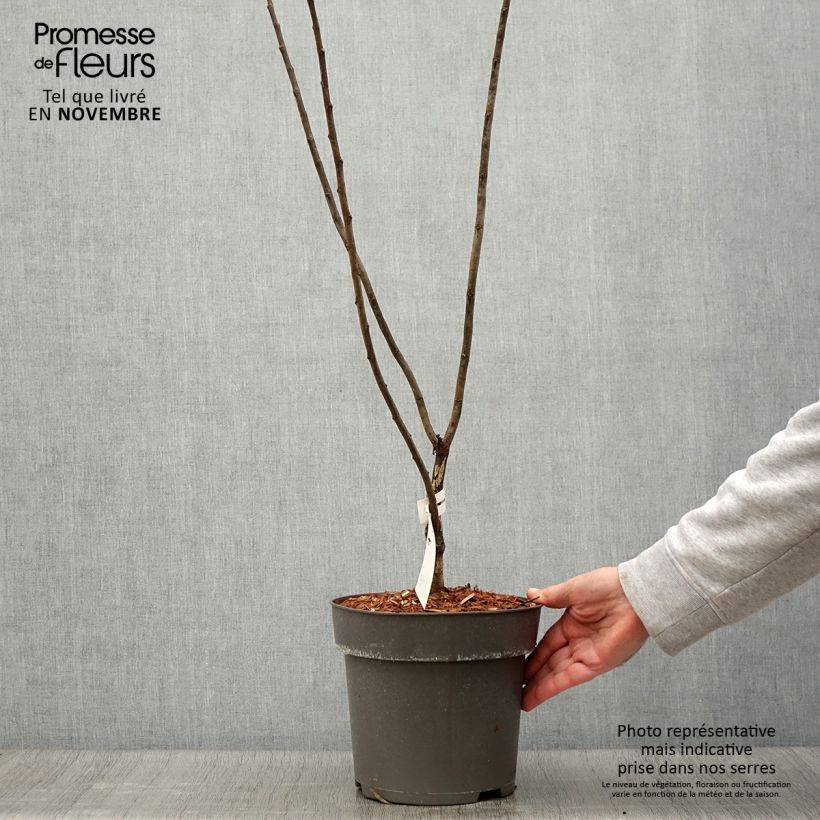 Ejemplar de Redbud del este Little Woody - Cercis canadensis Maceta 3L/4L entregado en otoño