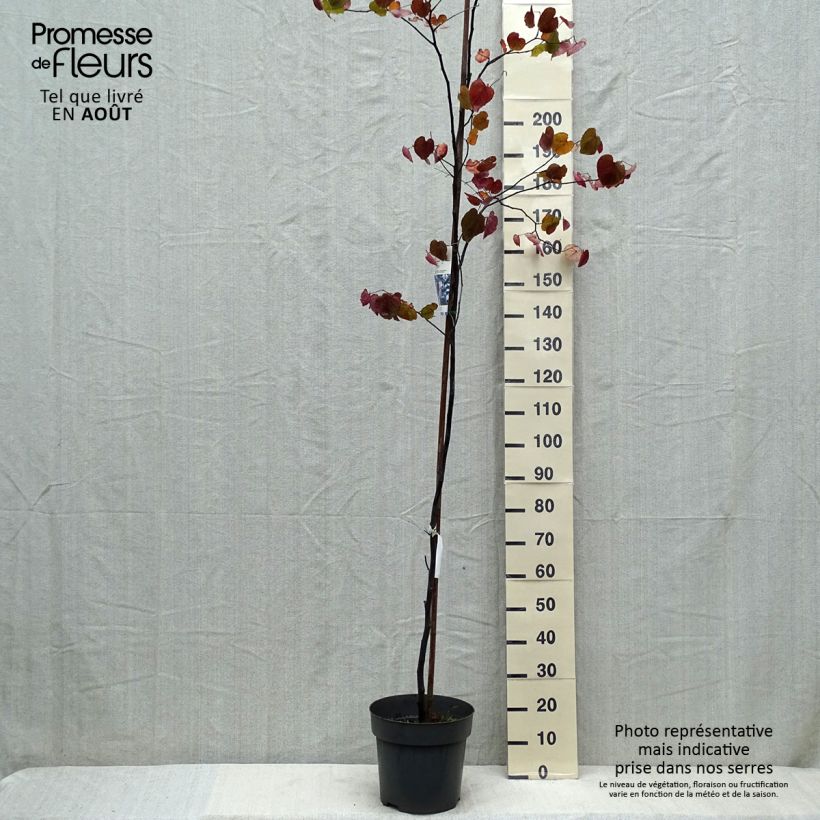Ejemplar de Redbud del este Merlot - Cercis canadensis Maceta 6L/7L entregado en verano