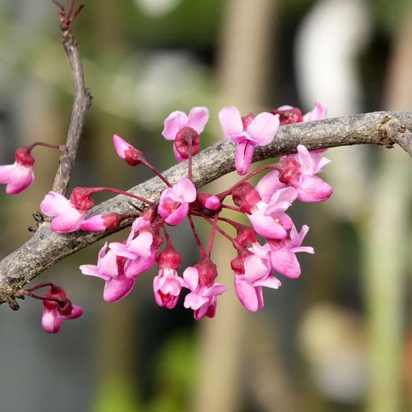Redbud del este Ruby Falls - Cercis canadensis (Floración)