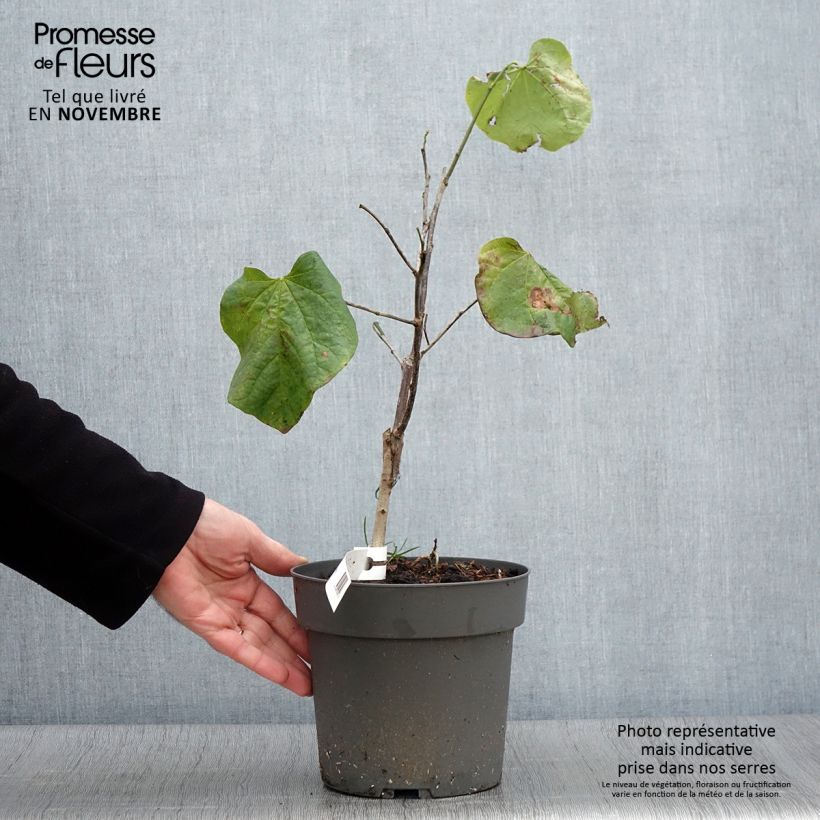 Ejemplar de Redbud del este Texas White - Cercis canadensis Maceta 4L/5L entregado en otoño