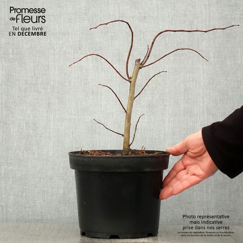 Ejemplar de Redbud del este The Rising Sun - Cercis canadensis Maceta 2L/3L entregado en otoño