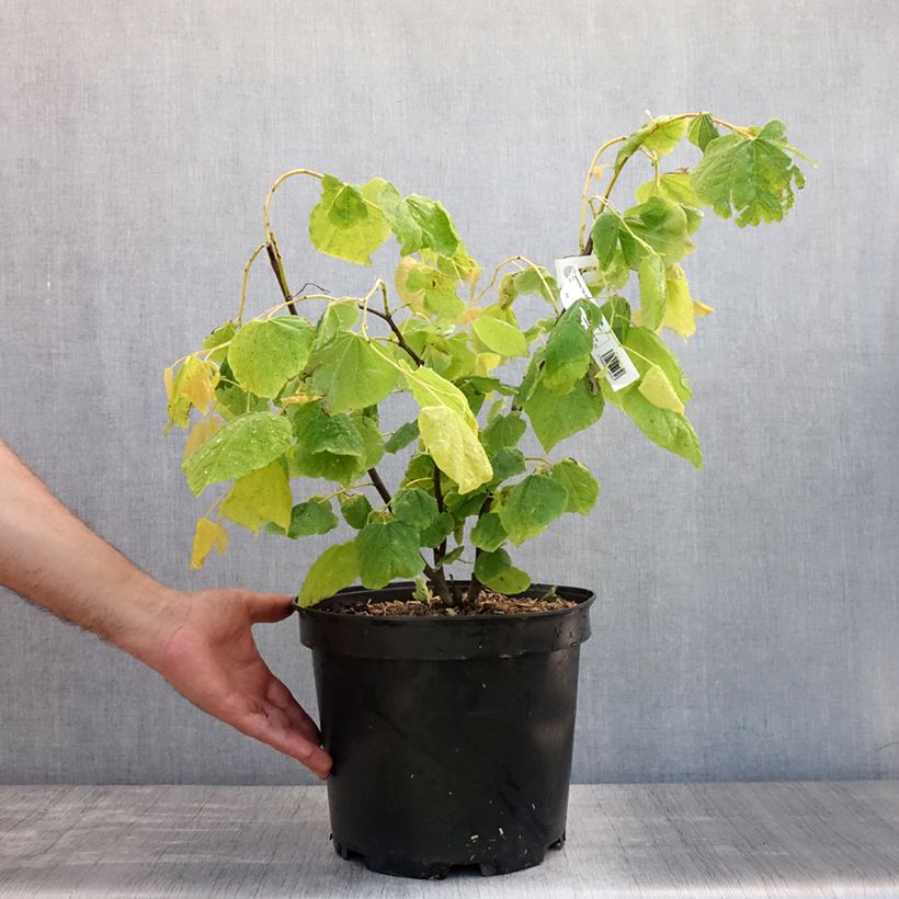 Ejemplar de Redbud del este The Rising Sun - Cercis canadensis Maceta 6L/7L entregado en verano