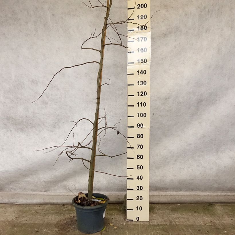 Ejemplar de Redbud del este Vanilla Twist - Cercis canadensis Maceta 12L/15L entregado en otoño