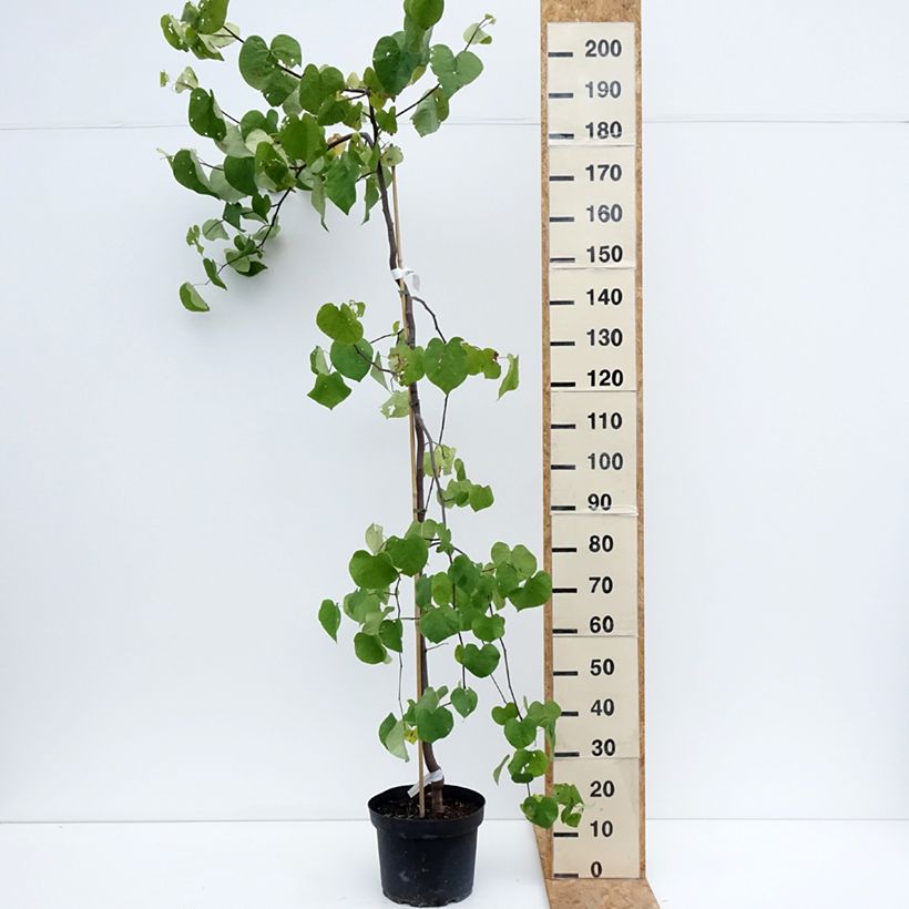 Ejemplar de Redbud del este Vanilla Twist - Cercis canadensis Maceta 7,5L/10L entregado en verano