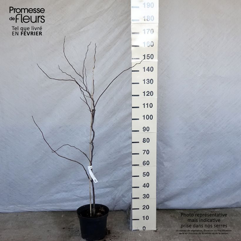 Redbud del este Carolina Sweetheart - Cercis canadensis Maceta 6L/7L Ejemplar entregado en invierno