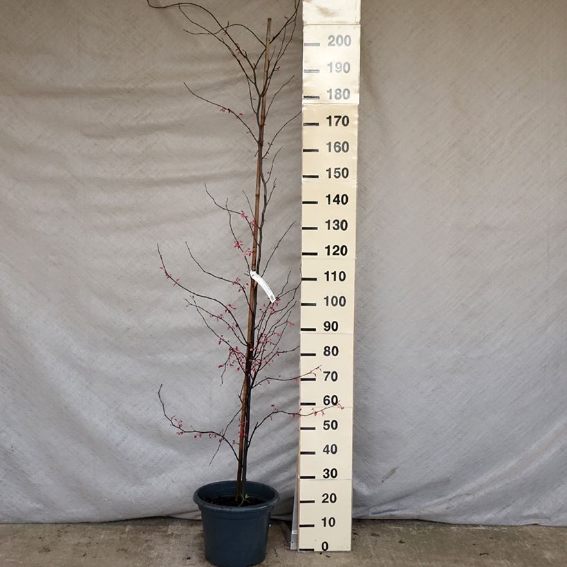 Redbud del este Carolina Sweetheart - Cercis canadensis Maceta 6L/7LAltura de entrega aprox. 60/80cm Ejemplar entregado en la primavera