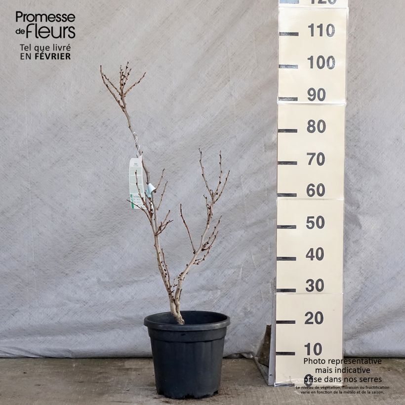 Cercis chinensis Avondale - Árbol del amor Maceta 7,5L/10LAltura de entrega aprox. 60/120cm Ejemplar entregado en invierno