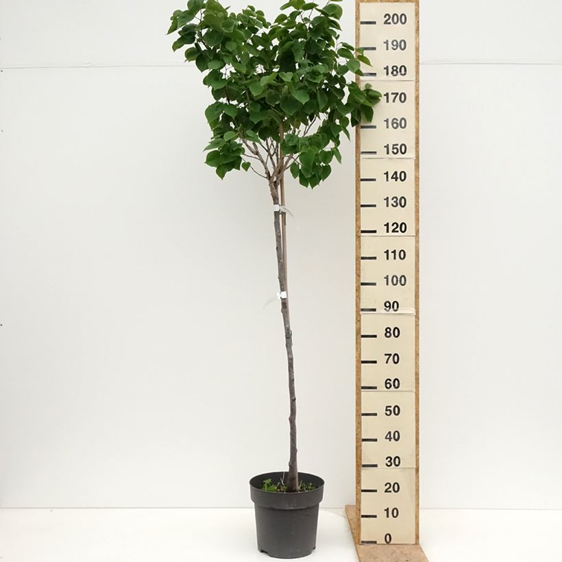 Cercis chinensis Don Egolf - Árbol del amor Maceta 12L/15LAltura de entrega aprox. 125/150cm Ejemplar entregado en la primavera