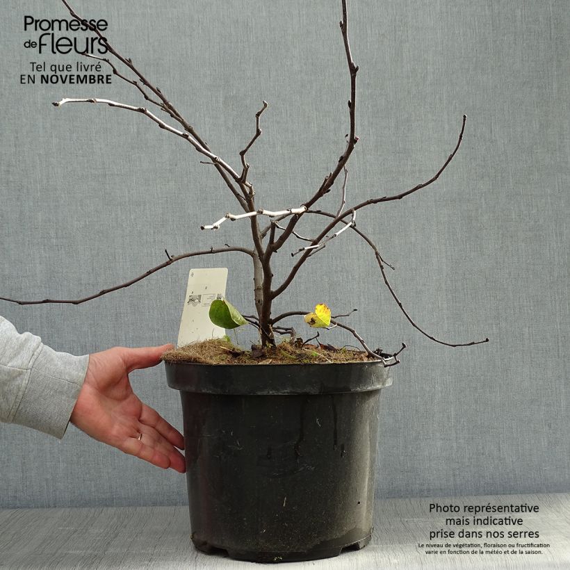 Ejemplar de Árbol del amor - Cercis siliquastrum Maceta 7,5L/10L entregado en otoño