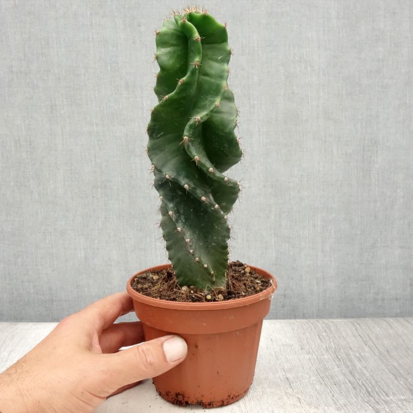 Ejemplar de Cereus forbesii Spiralis Maceta de 12 cm / 13 cm entregado en verano