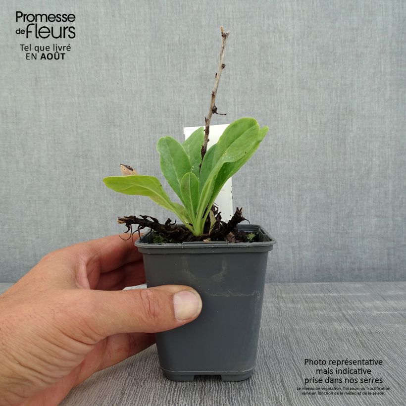 Ejemplar de Cerinthe glabra - Ceriflor Maceta de 8/9 cm entregado en verano