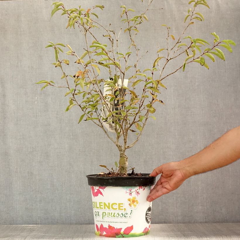 Ejemplar de Cerezo de flor Autumnalis Rosea Maceta 7,5L/10LAltura de entrega aprox. 60/80cm entregado en verano