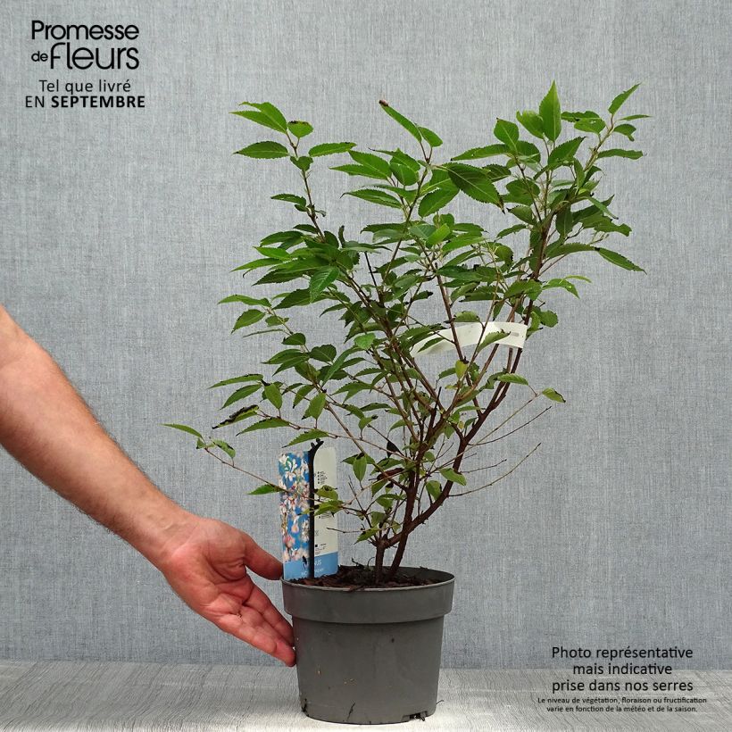 Ejemplar de Cerezo enano Japonés Paean - Prunus incisa Maceta 2L/3L entregado en otoño