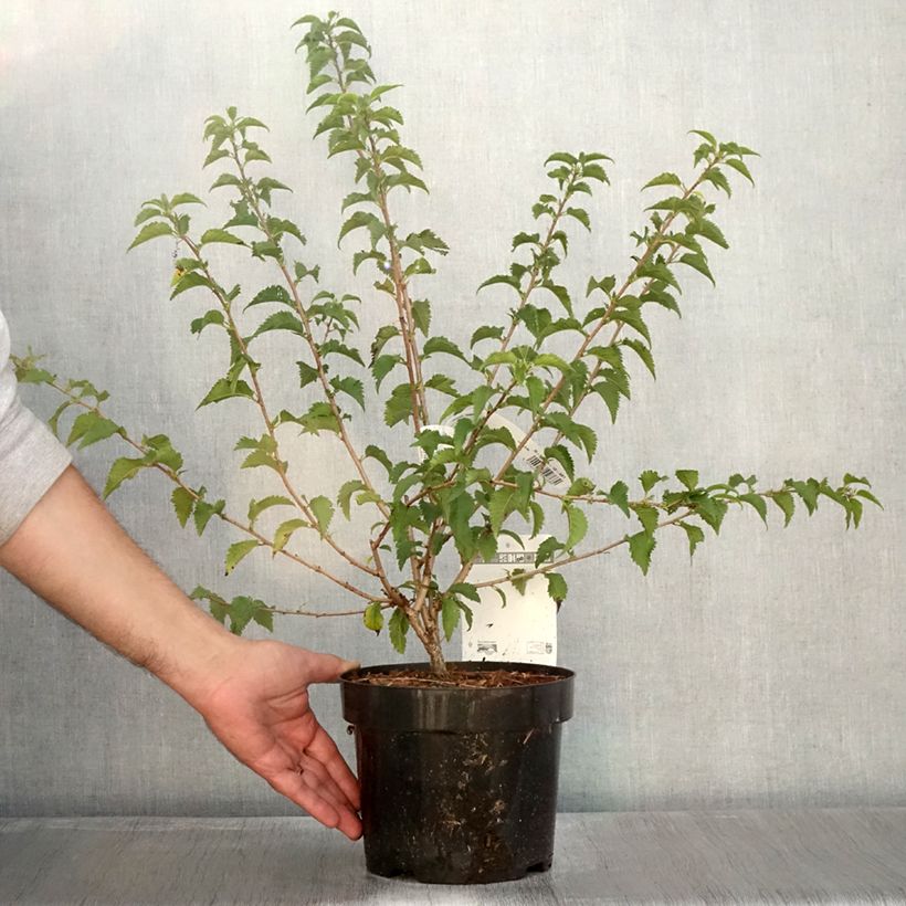 Ejemplar de Cerezo enano Japonés Yamadei - Prunus incisa Maceta 2L/3L entregado en otoño